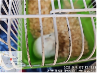 [기타축종] 햄스터 이미지 파일 입니다.